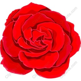 Red Rose