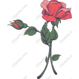 Elegant Rose