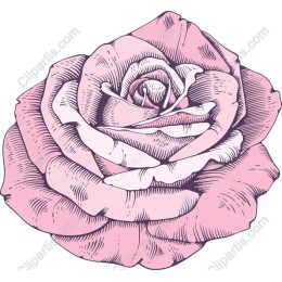 Delicate Pink Rose