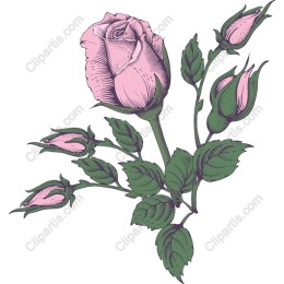 Elegant Pink Rose