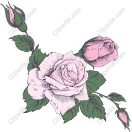 Elegant Hand-Drawn Rose