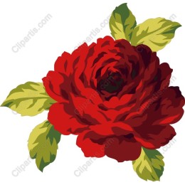 Elegant Red Rose