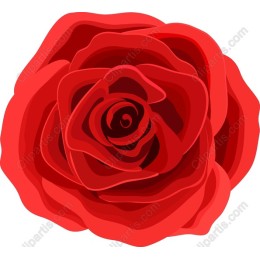 Stunning Red Rose