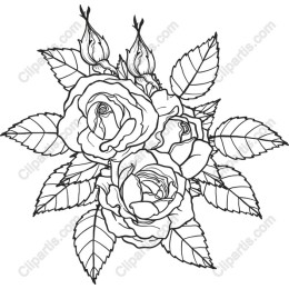 Elegant Rose