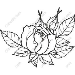 Exquisite Black and White Rose