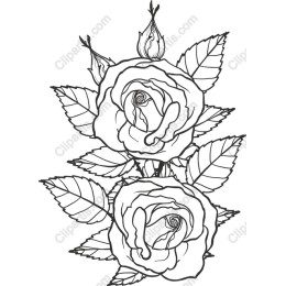 Black and White Rose