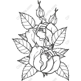 Elegant Rose