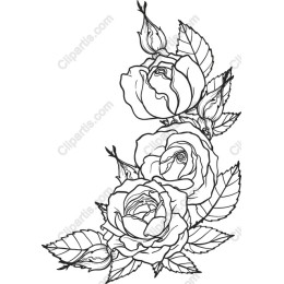 Elegant Rose