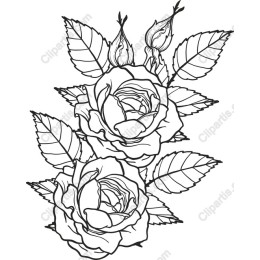 Elegant Rose
