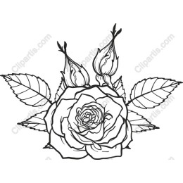 Elegant Rose