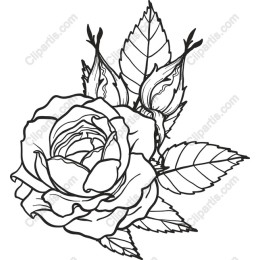 Elegant Rose