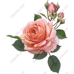 Elegant Pink Rose