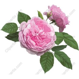 Elegant Pink Rose