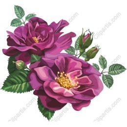 Purple Roses