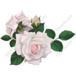 Elegant White Roses