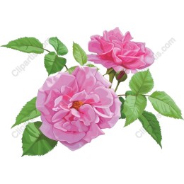 Pink Roses