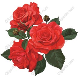 Stunning Red Rose