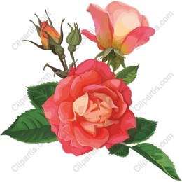Vibrant Rose Floral