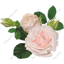 Elegant Pink Roses