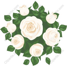 Elegant White Roses