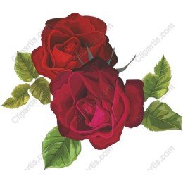 Elegant Red Roses
