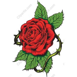 Classic Red Rose