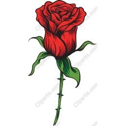 Vibrant Red Rose