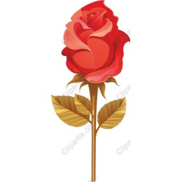 Elegant Red Rose