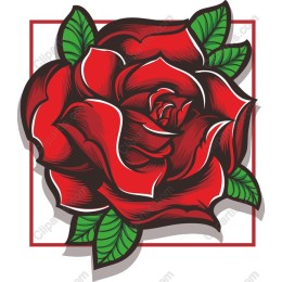 Elegant Red Rose