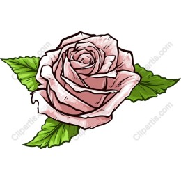 Pink Rose