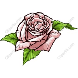 Pink Rose