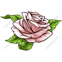Elegant Pink Rose