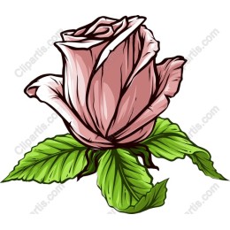 Pink Rose