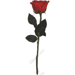 Elegant Red Rose