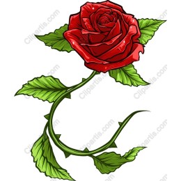Elegant Red Rose