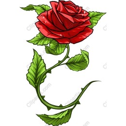 Vibrant Red Rose