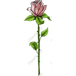 Pink Rose