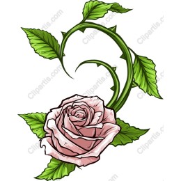Elegant Pink Rose