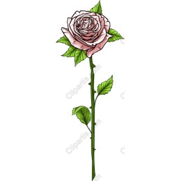 Elegant Rose