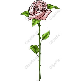 Pink Rose