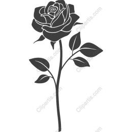 Elegant Black Rose