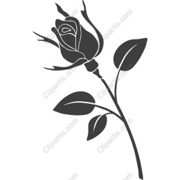 Elegant Rose