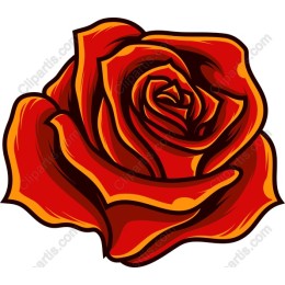 Radiant Red Rose