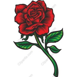 Vibrant Red Rose