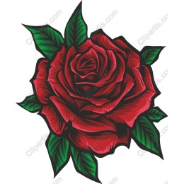 Exquisite Red Rose