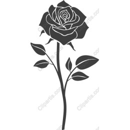 Elegant Rose