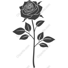 Elegant Rose