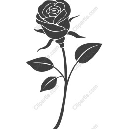 Elegant Rose in and
