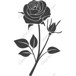 Elegant Rose