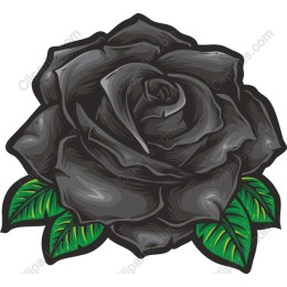Black Rose